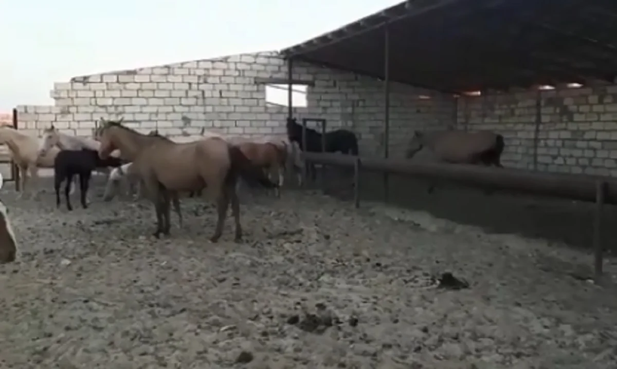 Фото со страницы городского акимата в Instagram