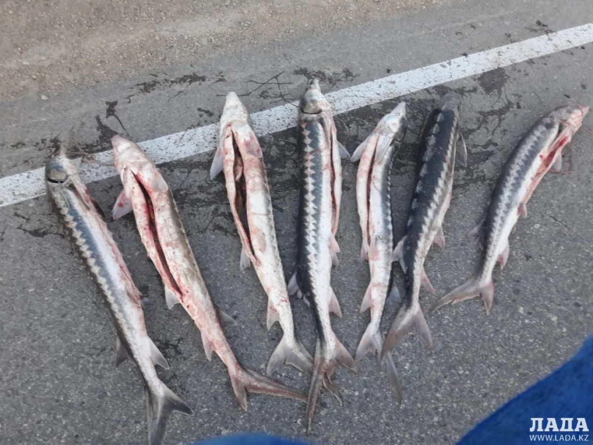 Фото пресс-службы ДВД Мангистауской области