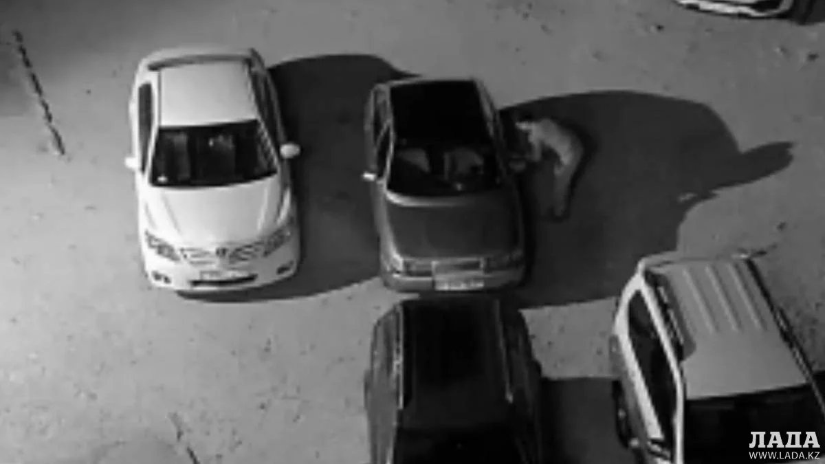 Скрин видео