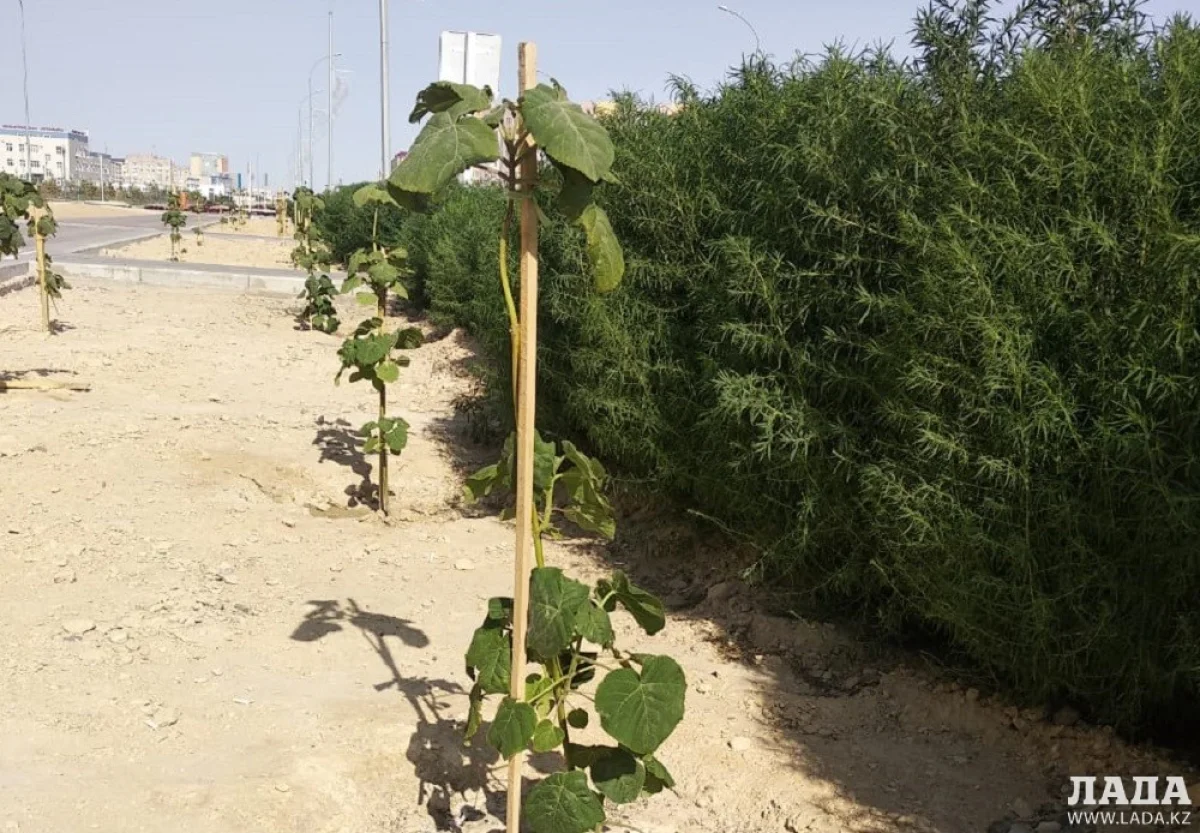 Фото Хуршида Акрамходжаева