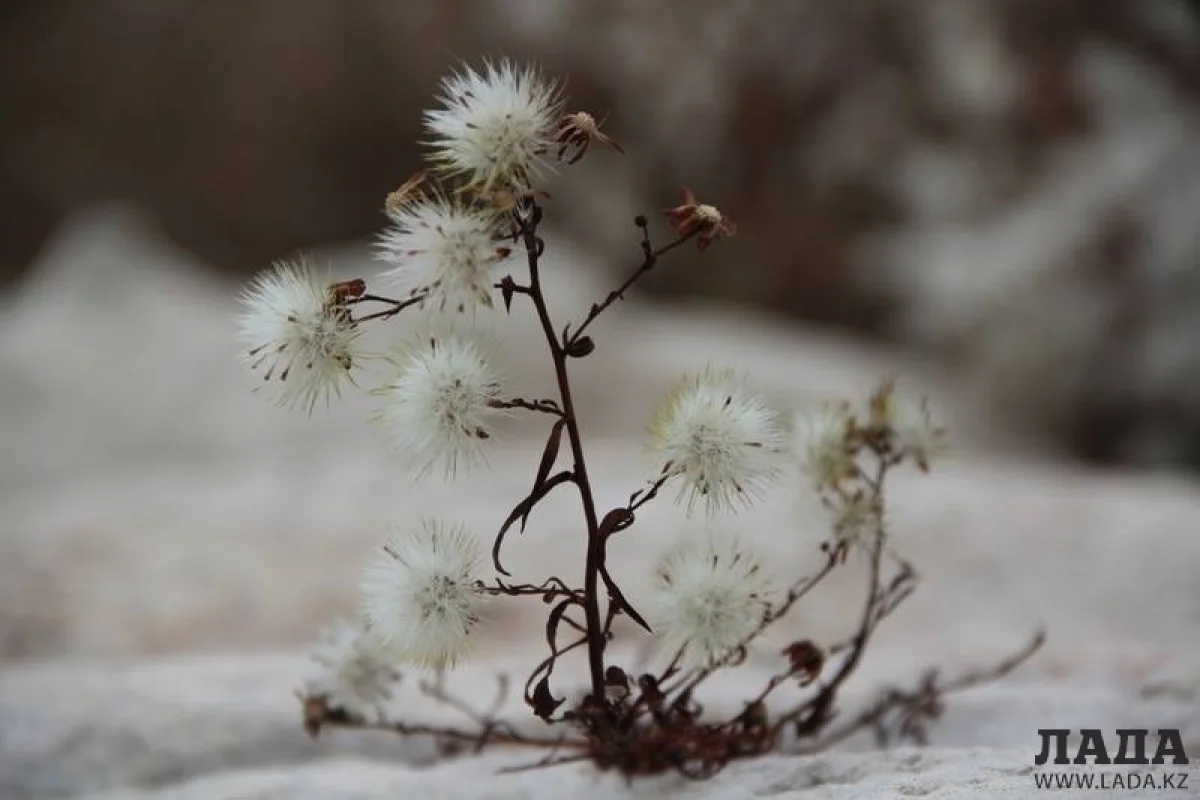 Фото из архива &quot;Лады&quot;