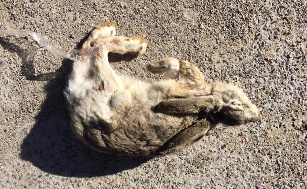 Конфискованная тушка зайца. Фото предоставлено областной инспекцией лесного хозяйства и животного мира