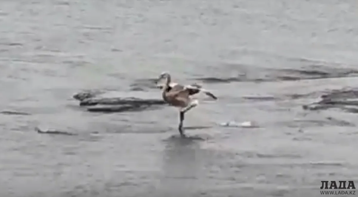 Скрин видео