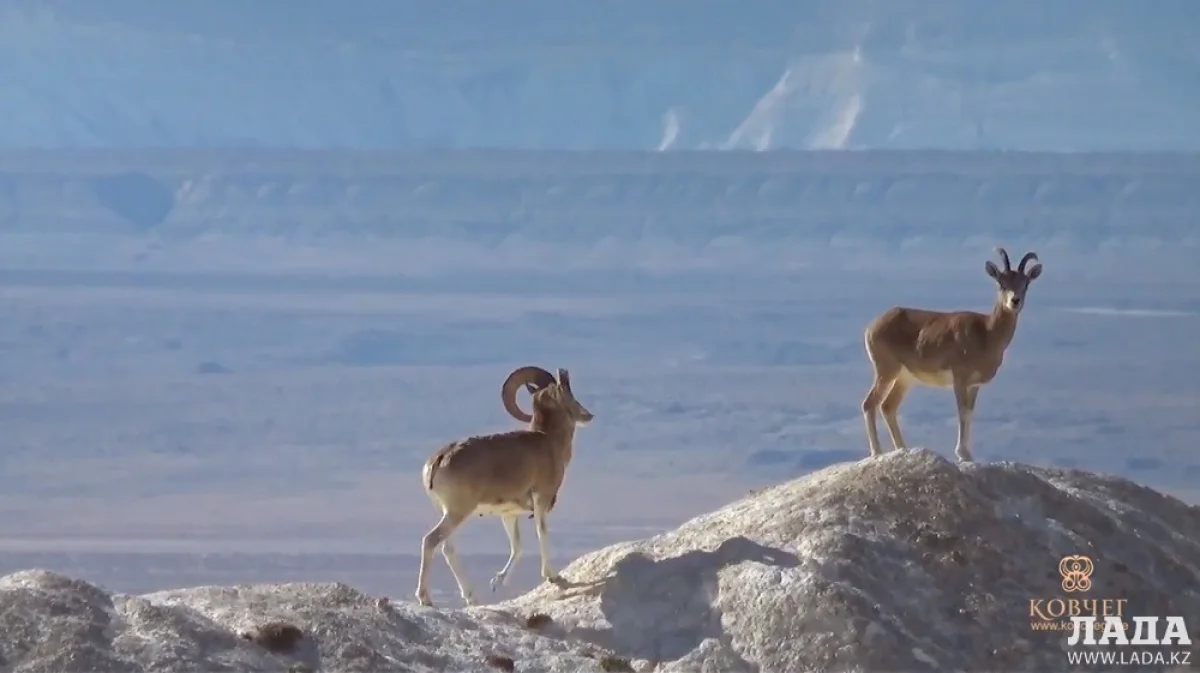 Скриншот из видеоматериала