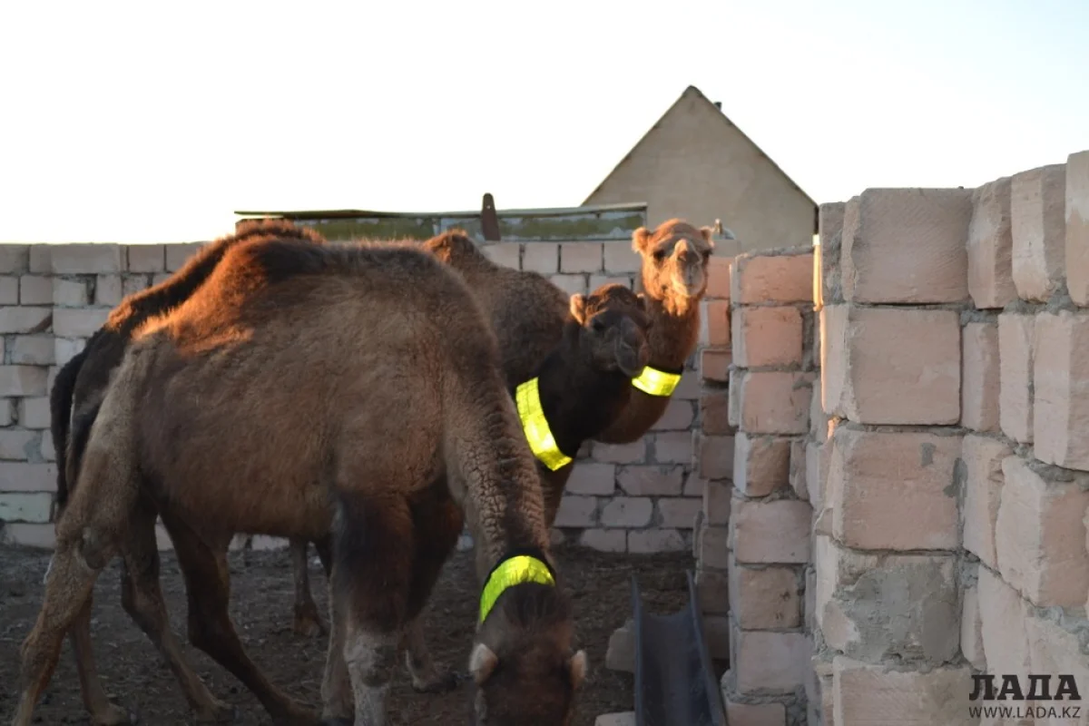 Фото пресс-службы Департамента полиции