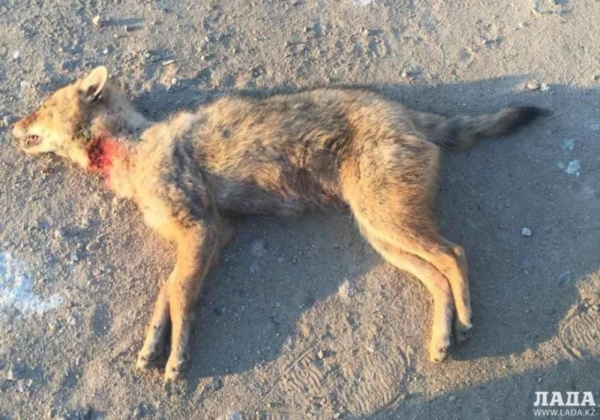 Фото предоставлено Салимой Аташевой