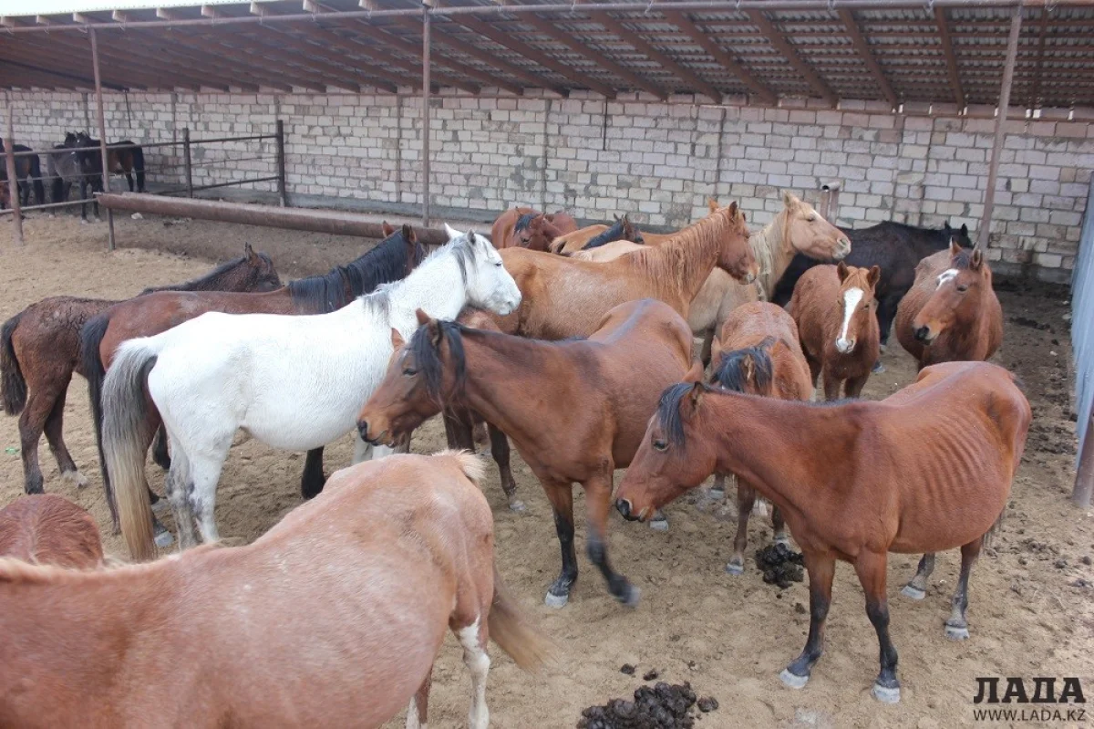Загон для бесхозного скота||news_pic_more|<!--TBegin--><a href="https://www.lada.kz/uploads/posts/2018-12/1544165038_img_0955.jpg" onclick="return hs.expand(this)" ><img align="left" src="https://www.lada.kz/uploads/posts/2018-12/thumbs/1544165038_img_0955.jpg" alt='Владельцев домашнего скота в Мангистау начали штрафовать за отсутствие светоотражающих лент на животных' title='Владельцев домашнего скота в Мангистау начали штрафовать за отсутствие светоотражающих лент на животных'  /></a><!--TEnd--><br /><!--TBegin--><a href="https://www.lada.kz/uploads/posts/2018-12/1544164972_img_0957.jpg" onclick="return hs.expand(this)" ><img align="left" src="https://www.lada.kz/uploads/posts/2018-12/thumbs/1544164972_img_0957.jpg" alt='Владельцев домашнего скота в Мангистау начали штрафовать за отсутствие светоотражающих лент на животных' title='Владельцев домашнего скота в Мангистау начали штрафовать за отсутствие светоотражающих лент на животных'  /></a><!--TEnd-->