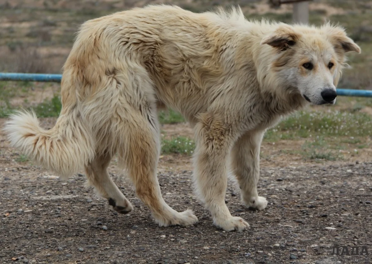 Фото из архива Lada.kz