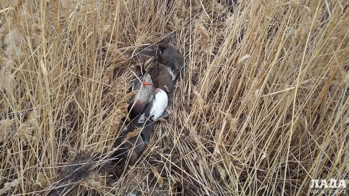 Незаконный трофей. Фото из архива Lada.kz