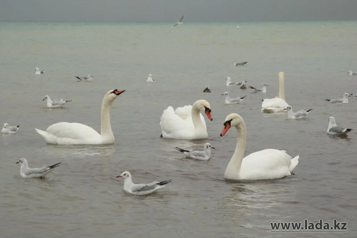 Фото из архива &quot;Лады&quot;