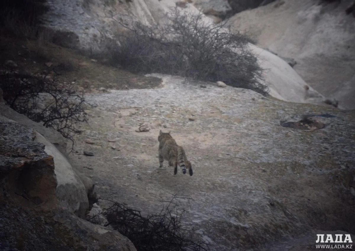 Фото предоставлено Асхатом Хадирбаевым