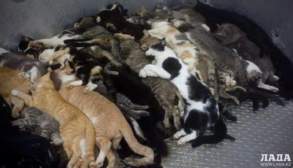 Иллюстративное фото