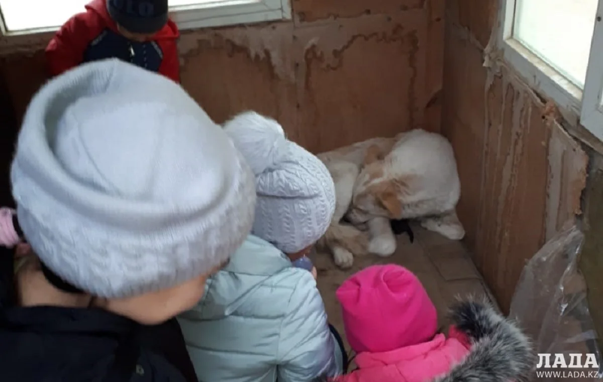 Фото пользователя Lada.kz