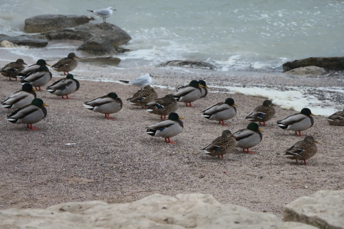 Фото Рашида Исмагилова