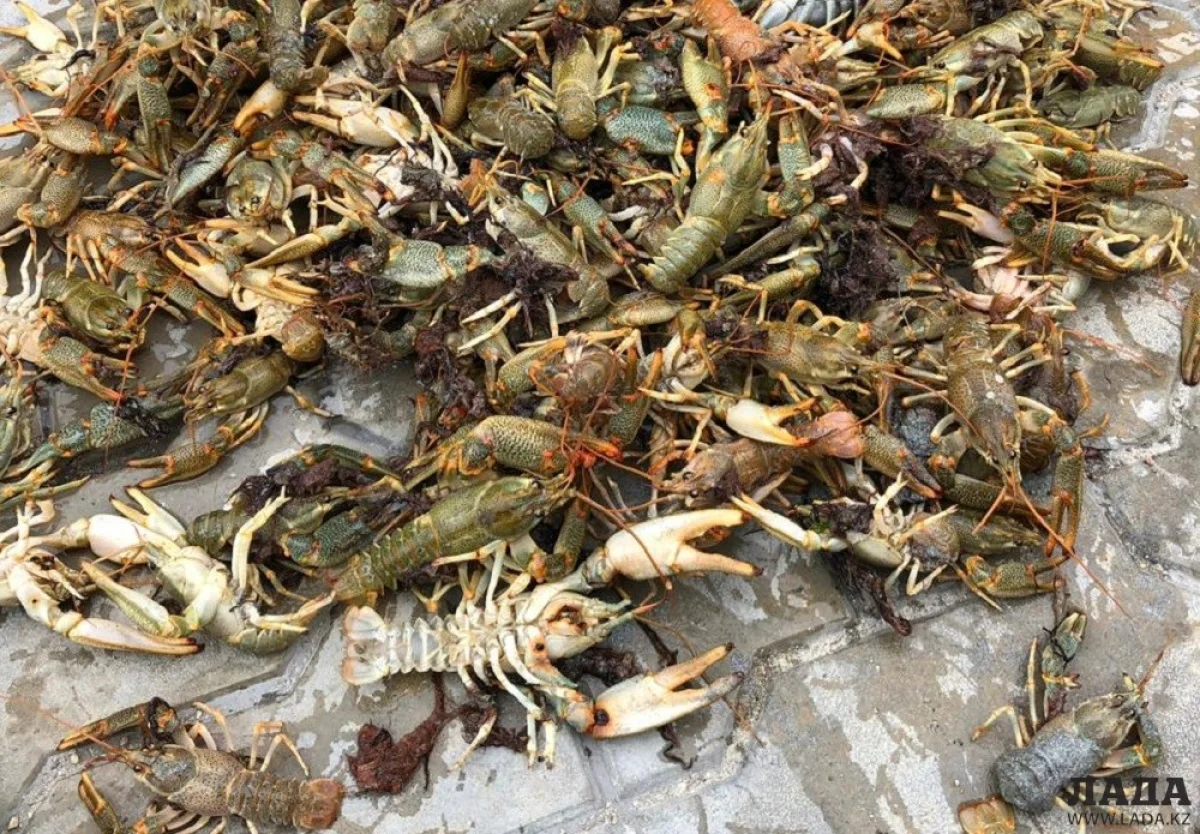 Фото очевидцев