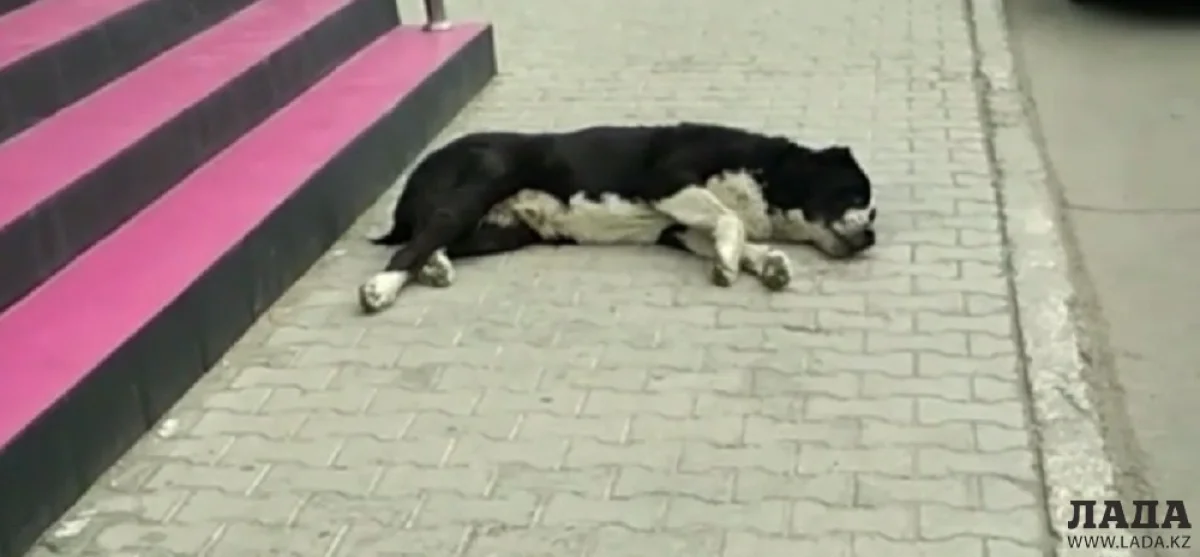 Скриншот видеоматериала