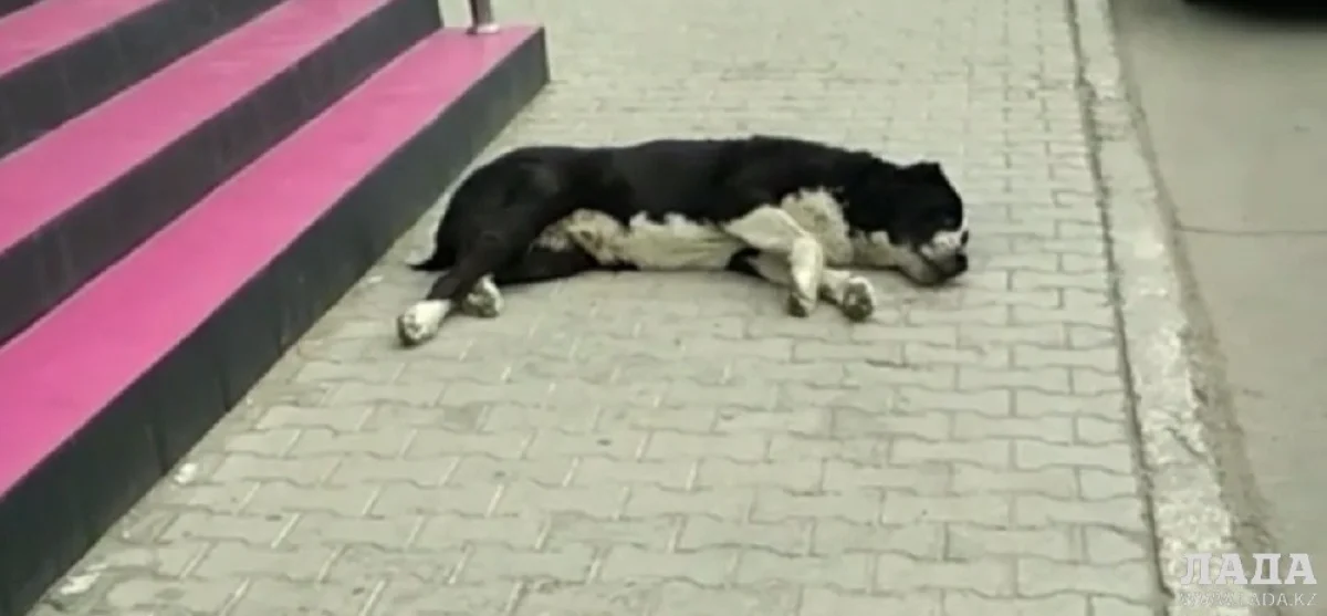 Скриншот видеоматериала из архива