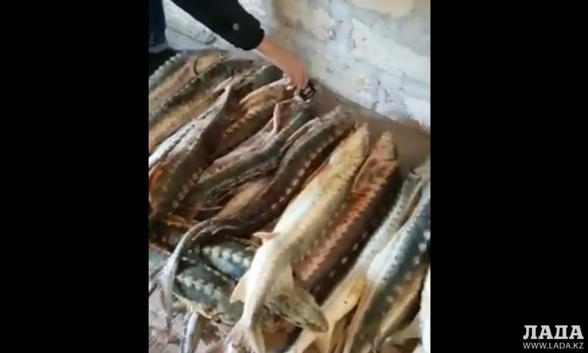 Скриншот видеоматериала