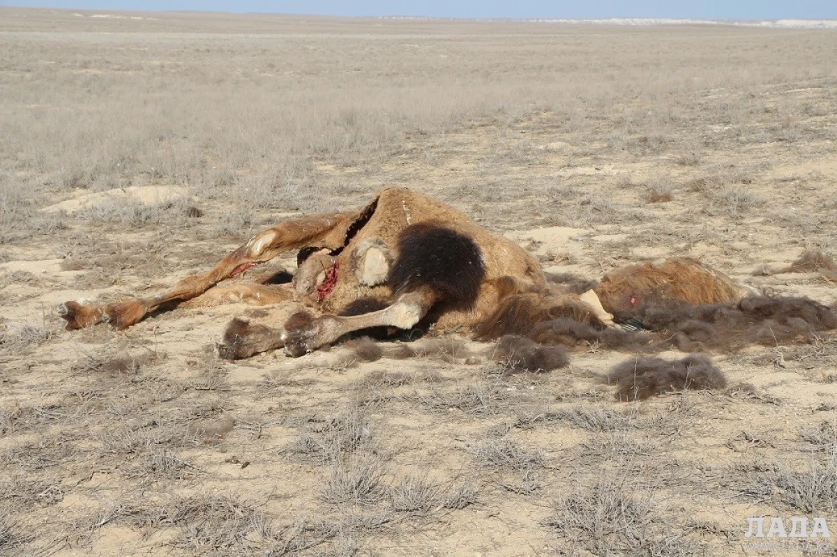 Фото из архива Lada.kz