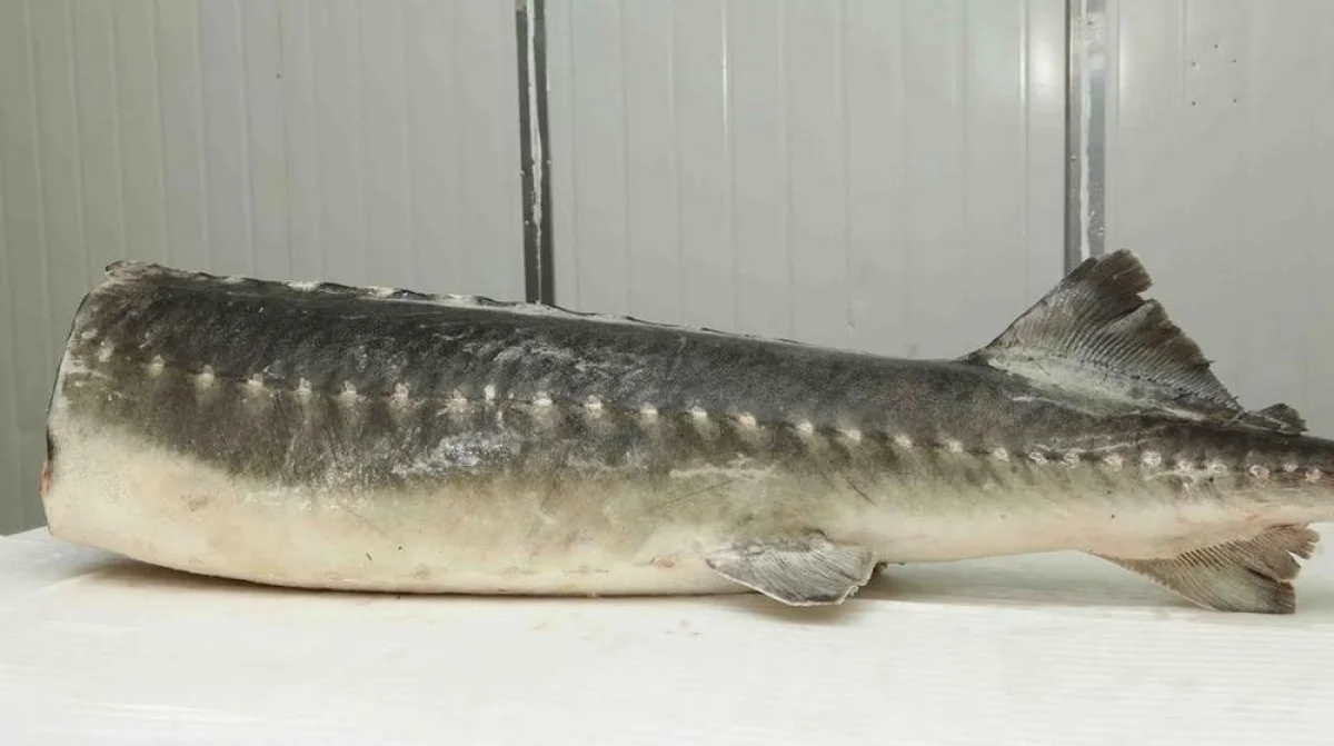 Фото из доступных источников