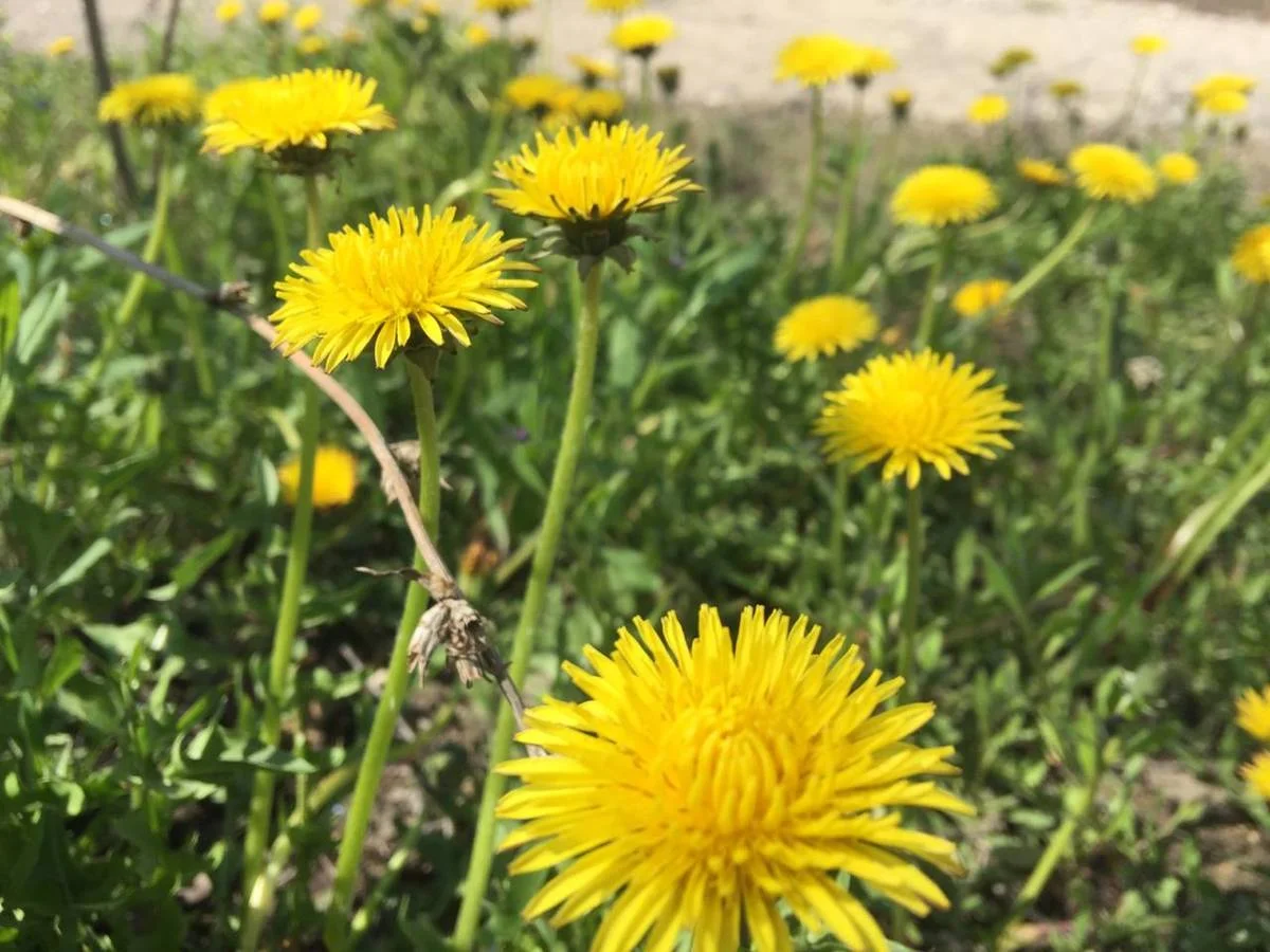 Фото Рашида Исмагилова