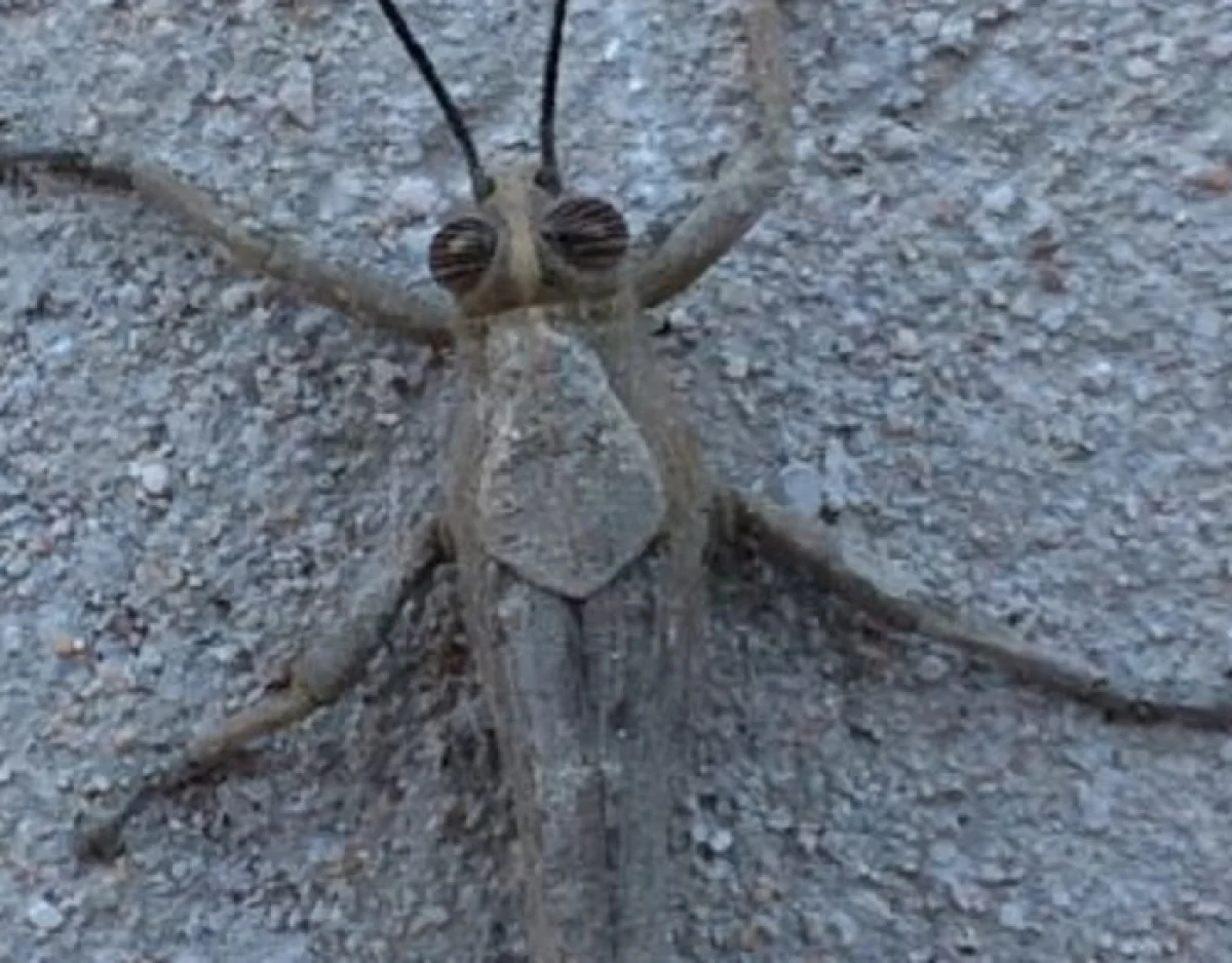 Фото очевидцев