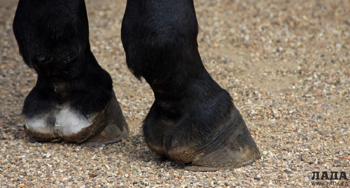 Иллюстративное фото