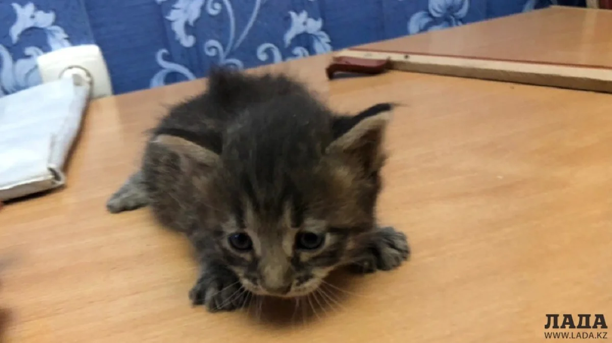 Спасенный котенок