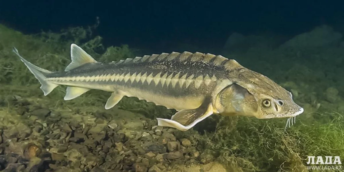 Иллюстративное фото