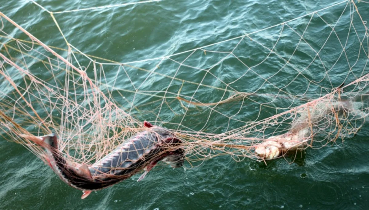 Фото из доступных источников