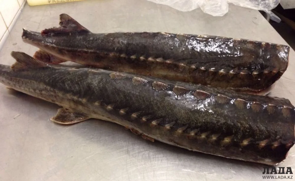 Фото из архива «Лады»