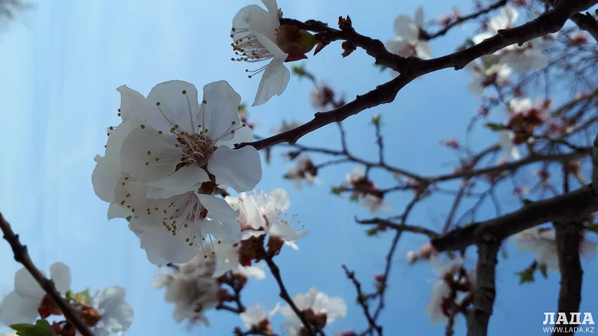 Весна в Актау. Фото автора