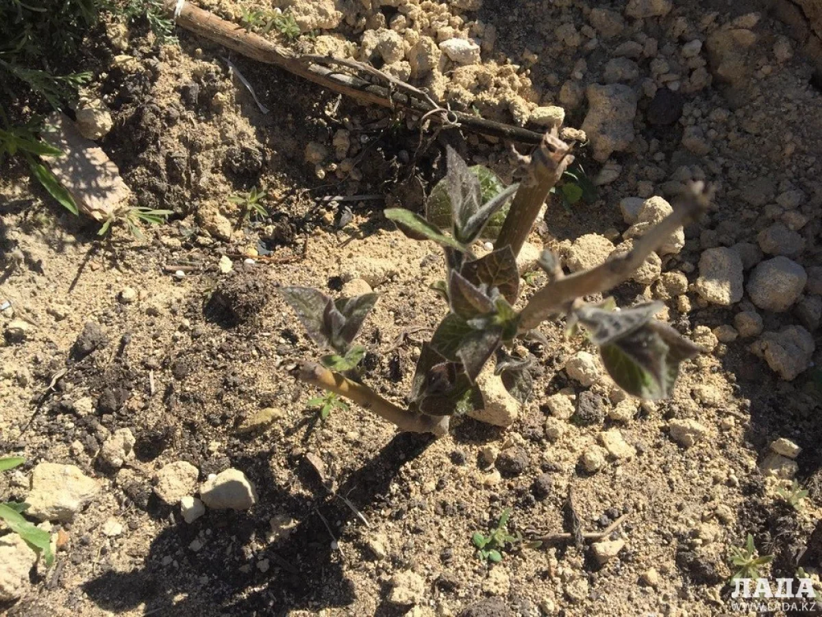 Фото Рашида Исмагилова