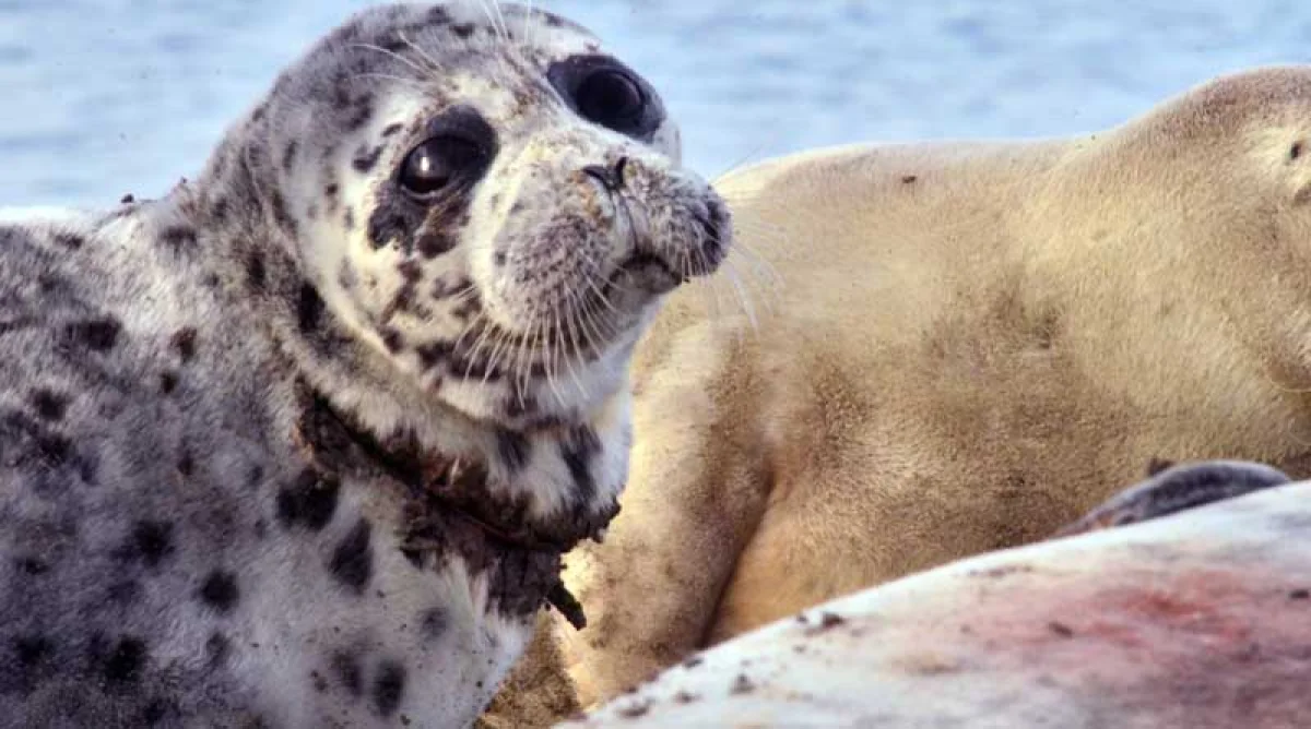 Фото kaspika.org