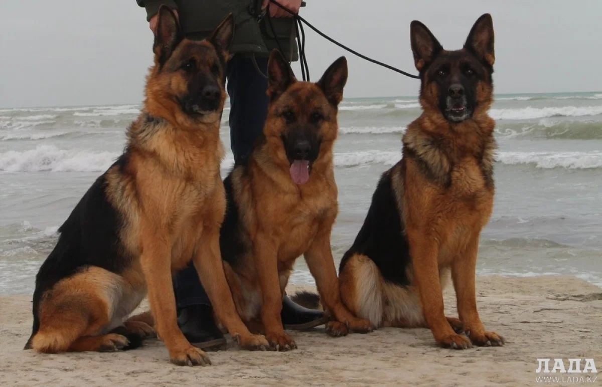 Фото из архива Lada.kz