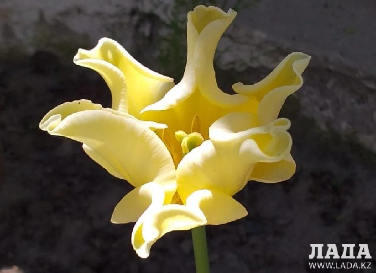 Фото автора