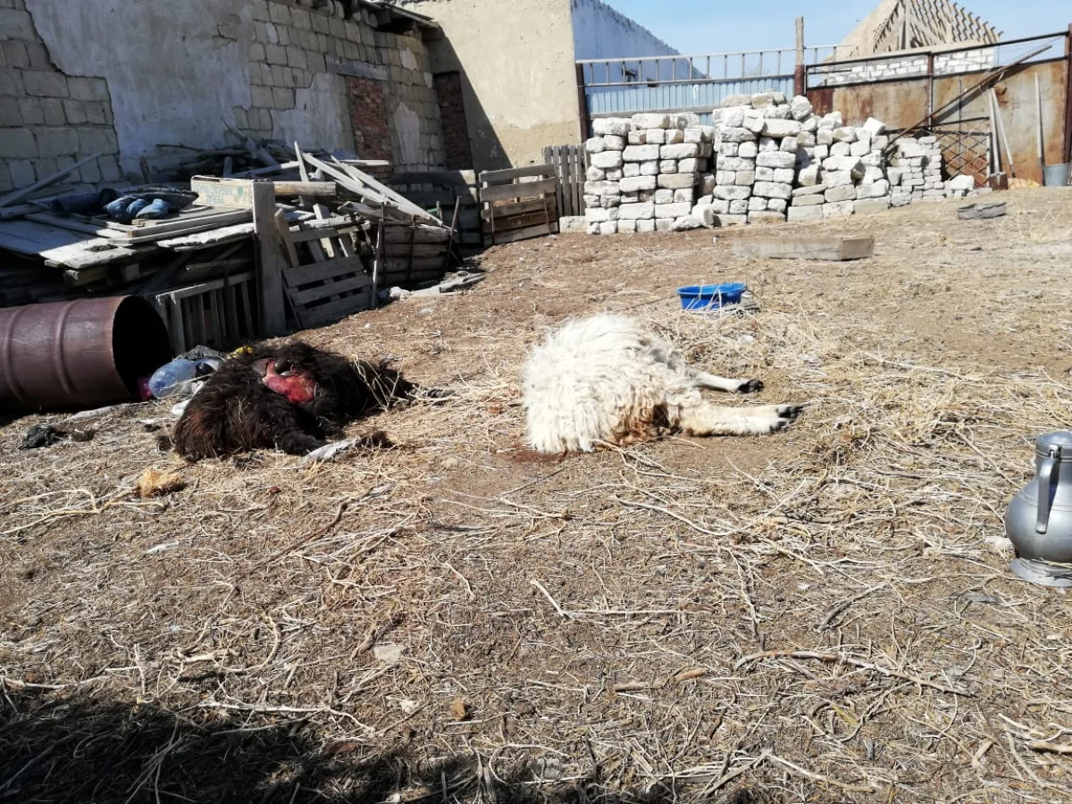 Фото очевидцев