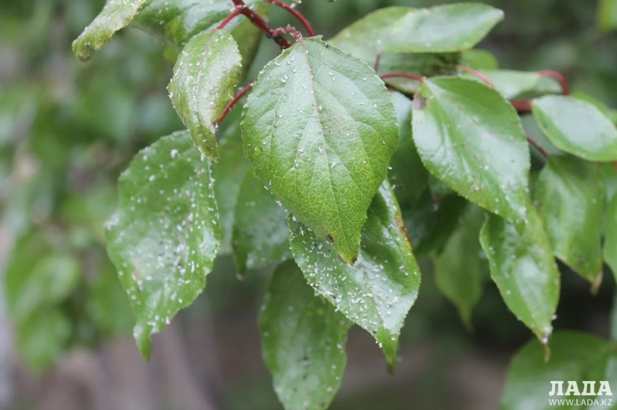 Тля доедает зелень в Актау