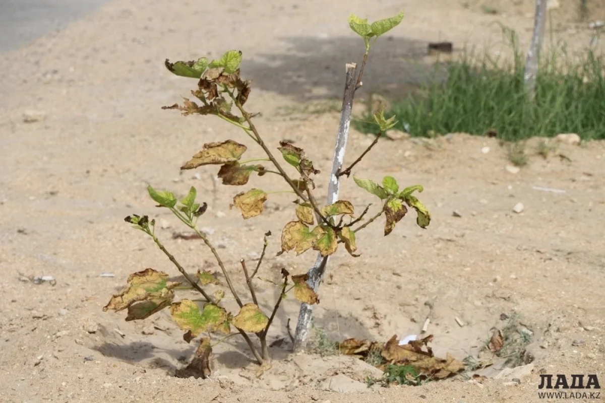 Фото Рашида Исмагилова