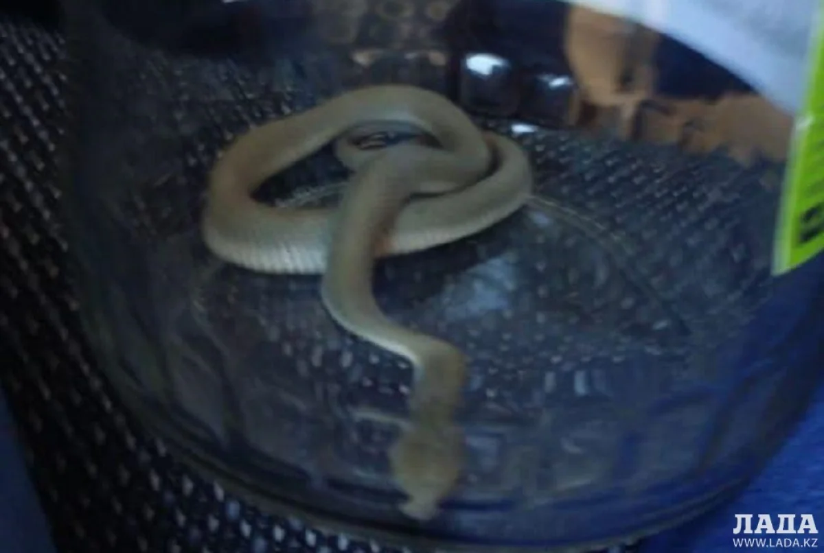 Фото пользователя Lada.kz