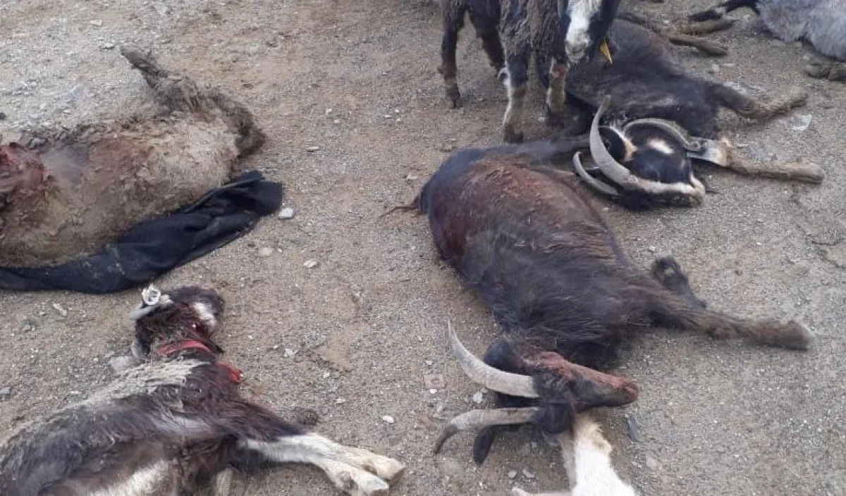 Фото очевидцев