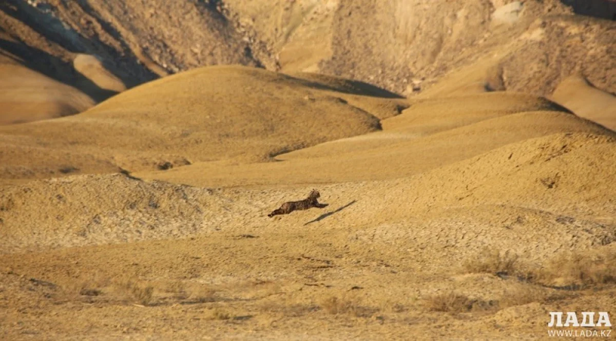 Фото Айдоса Дегенова