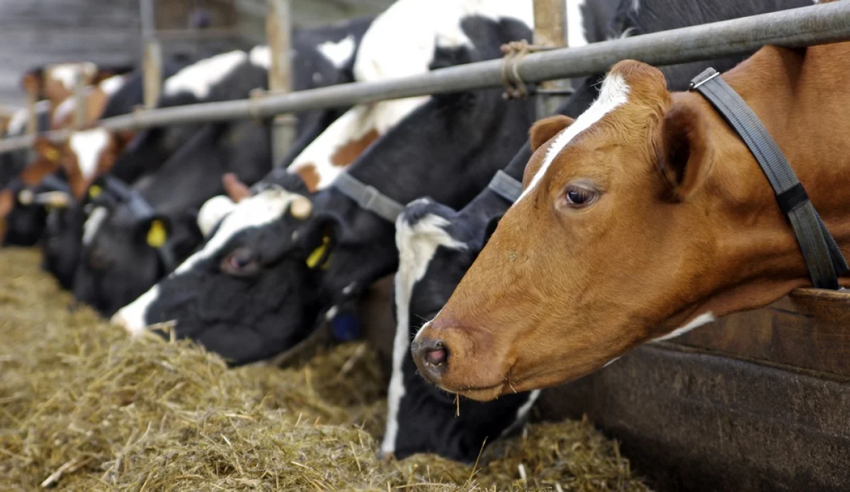 Фото из доступных источников