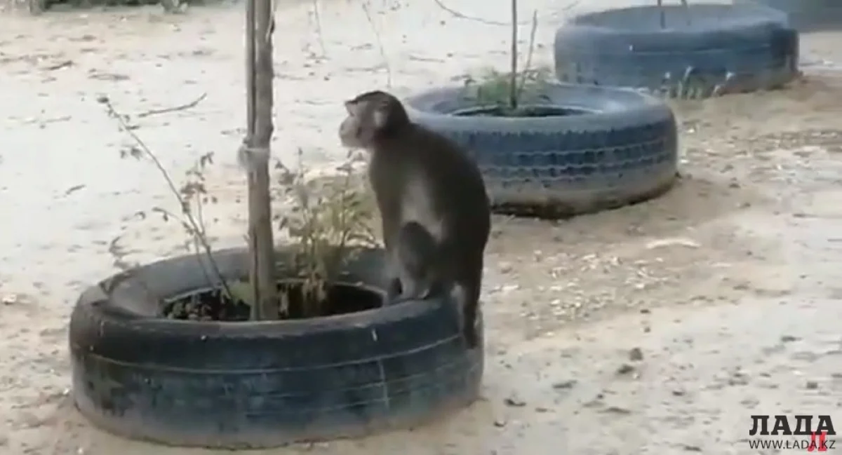 Скриншот видеоматериала