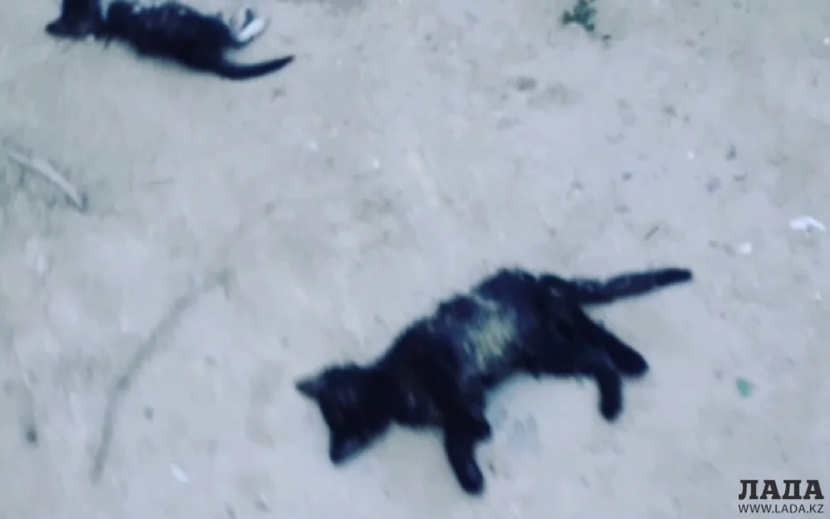 Скриншот видеоматериала