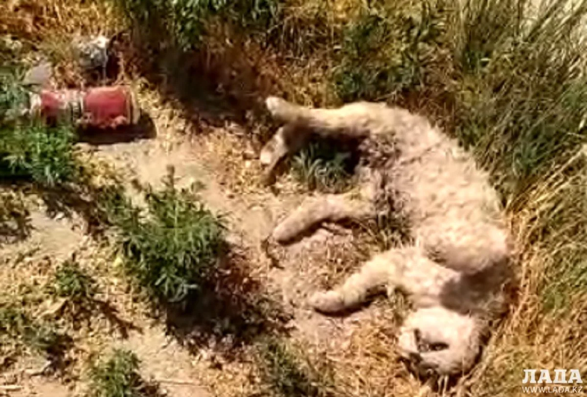 Скриншот видеоматериала