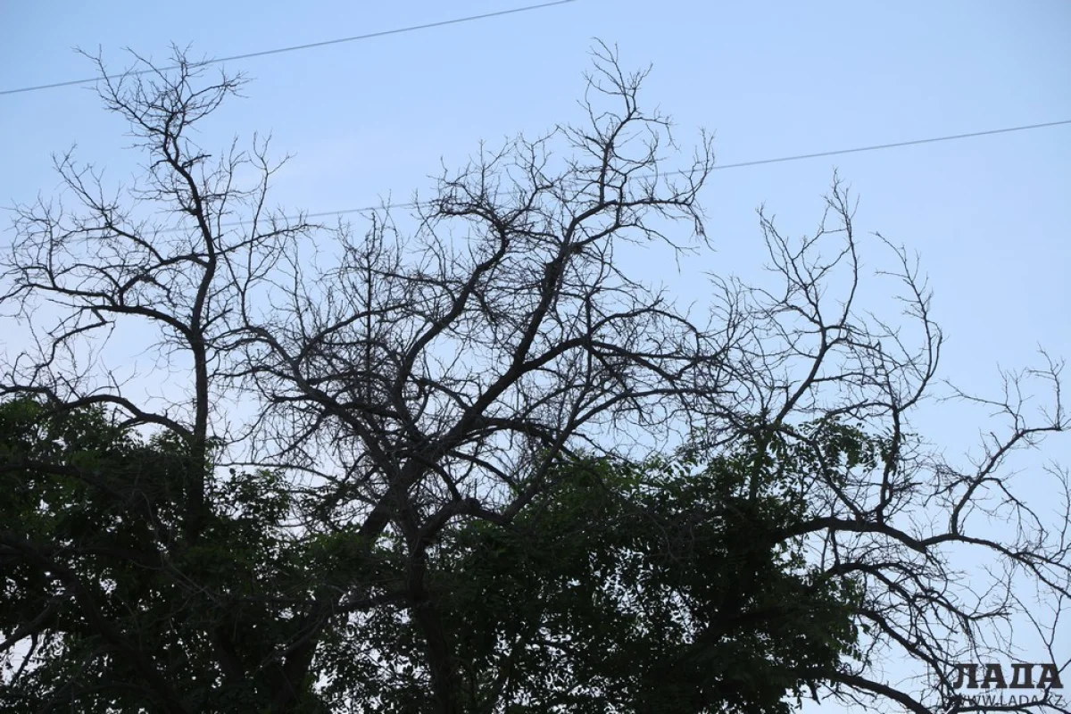 Фото Рашида Исмагилова||news_pic_more|<!--TBegin--><a href="https://www.lada.kz/uploads/posts/2019-06/1560322823_img_5472.jpg" onclick="return hs.expand(this)" ><img align="left" src="https://www.lada.kz/uploads/posts/2019-06/thumbs/1560322823_img_5472.jpg" alt='Полив по факту: Исполнение графика полива в Актау 11 июня' title='Полив по факту: Исполнение графика полива в Актау 11 июня'  /></a><!--TEnd--><br /><!--TBegin--><a href="https://www.lada.kz/uploads/posts/2019-06/1560322907_img_5473.jpg" onclick="return hs.expand(this)" ><img align="left" src="https://www.lada.kz/uploads/posts/2019-06/thumbs/1560322907_img_5473.jpg" alt='Полив по факту: Исполнение графика полива в Актау 11 июня' title='Полив по факту: Исполнение графика полива в Актау 11 июня'  /></a><!--TEnd--><br /><!--TBegin--><a href="https://www.lada.kz/uploads/posts/2019-06/1560322854_img_5482.jpg" onclick="return hs.expand(this)" ><img align="left" src="https://www.lada.kz/uploads/posts/2019-06/thumbs/1560322854_img_5482.jpg" alt='Полив по факту: Исполнение графика полива в Актау 11 июня' title='Полив по факту: Исполнение графика полива в Актау 11 июня'  /></a><!--TEnd--><br /><!--TBegin--><a href="https://www.lada.kz/uploads/posts/2019-06/1560322870_img_5483.jpg" onclick="return hs.expand(this)" ><img align="left" src="https://www.lada.kz/uploads/posts/2019-06/thumbs/1560322870_img_5483.jpg" alt='Полив по факту: Исполнение графика полива в Актау 11 июня' title='Полив по факту: Исполнение графика полива в Актау 11 июня'  /></a><!--TEnd--><br /><!--TBegin--><a href="https://www.lada.kz/uploads/posts/2019-06/1560322891_img_5495.jpg" onclick="return hs.expand(this)" ><img align="left" src="https://www.lada.kz/uploads/posts/2019-06/thumbs/1560322891_img_5495.jpg" alt='Полив по факту: Исполнение графика полива в Актау 11 июня' title='Полив по факту: Исполнение графика полива в Актау 11 июня'  /></a><!--TEnd--><br /><!--TBegin--><a href="https://www.lada.kz/uploads/posts/2019-06/1560322909_img_5507.jpg" onclick="return hs.expand(this)" ><img align="left" src="https://www.lada.kz/uploads/posts/2019-06/thumbs/1560322909_img_5507.jpg" alt='Полив по факту: Исполнение графика полива в Актау 11 июня' title='Полив по факту: Исполнение графика полива в Актау 11 июня'  /></a><!--TEnd--><br /><!--TBegin--><a href="https://www.lada.kz/uploads/posts/2019-06/1560322932_img_5511.jpg" onclick="return hs.expand(this)" ><img align="left" src="https://www.lada.kz/uploads/posts/2019-06/thumbs/1560322932_img_5511.jpg" alt='Полив по факту: Исполнение графика полива в Актау 11 июня' title='Полив по факту: Исполнение графика полива в Актау 11 июня'  /></a><!--TEnd--><br /><!--TBegin--><a href="https://www.lada.kz/uploads/posts/2019-06/1560322973_img_5516.jpg" onclick="return hs.expand(this)" ><img align="left" src="https://www.lada.kz/uploads/posts/2019-06/thumbs/1560322973_img_5516.jpg" alt='Полив по факту: Исполнение графика полива в Актау 11 июня' title='Полив по факту: Исполнение графика полива в Актау 11 июня'  /></a><!--TEnd--><br /><!--TBegin--><a href="https://www.lada.kz/uploads/posts/2019-06/1560322957_img_5518.jpg" onclick="return hs.expand(this)" ><img align="left" src="https://www.lada.kz/uploads/posts/2019-06/thumbs/1560322957_img_5518.jpg" alt='Полив по факту: Исполнение графика полива в Актау 11 июня' title='Полив по факту: Исполнение графика полива в Актау 11 июня'  /></a><!--TEnd--><br /><!--TBegin--><a href="https://www.lada.kz/uploads/posts/2019-06/1560322936_img_5520.jpg" onclick="return hs.expand(this)" ><img align="left" src="https://www.lada.kz/uploads/posts/2019-06/thumbs/1560322936_img_5520.jpg" alt='Полив по факту: Исполнение графика полива в Актау 11 июня' title='Полив по факту: Исполнение графика полива в Актау 11 июня'  /></a><!--TEnd--><br /><!--TBegin--><a href="https://www.lada.kz/uploads/posts/2019-06/1560322939_img_5520.jpg" onclick="return hs.expand(this)" ><img align="left" src="https://www.lada.kz/uploads/posts/2019-06/thumbs/1560322939_img_5520.jpg" alt='Полив по факту: Исполнение графика полива в Актау 11 июня' title='Полив по факту: Исполнение графика полива в Актау 11 июня'  /></a><!--TEnd--><br /><!--TBegin--><a href="https://www.lada.kz/uploads/posts/2019-06/1560322943_img_5522.jpg" onclick="return hs.expand(this)" ><img align="left" src="https://www.lada.kz/uploads/posts/2019-06/thumbs/1560322943_img_5522.jpg" alt='Полив по факту: Исполнение графика полива в Актау 11 июня' title='Полив по факту: Исполнение графика полива в Актау 11 июня'  /></a><!--TEnd--><br /><!--TBegin--><a href="https://www.lada.kz/uploads/posts/2019-06/1560322988_img_5524.jpg" onclick="return hs.expand(this)" ><img align="left" src="https://www.lada.kz/uploads/posts/2019-06/thumbs/1560322988_img_5524.jpg" alt='Полив по факту: Исполнение графика полива в Актау 11 июня' title='Полив по факту: Исполнение графика полива в Актау 11 июня'  /></a><!--TEnd--><br /><!--TBegin--><a href="https://www.lada.kz/uploads/posts/2019-06/1560323044_img_5534.jpg" onclick="return hs.expand(this)" ><img align="left" src="https://www.lada.kz/uploads/posts/2019-06/thumbs/1560323044_img_5534.jpg" alt='Полив по факту: Исполнение графика полива в Актау 11 июня' title='Полив по факту: Исполнение графика полива в Актау 11 июня'  /></a><!--TEnd--><br /><!--TBegin--><a href="https://www.lada.kz/uploads/posts/2019-06/1560323046_img_5542.jpg" onclick="return hs.expand(this)" ><img align="left" src="https://www.lada.kz/uploads/posts/2019-06/thumbs/1560323046_img_5542.jpg" alt='Полив по факту: Исполнение графика полива в Актау 11 июня' title='Полив по факту: Исполнение графика полива в Актау 11 июня'  /></a><!--TEnd-->