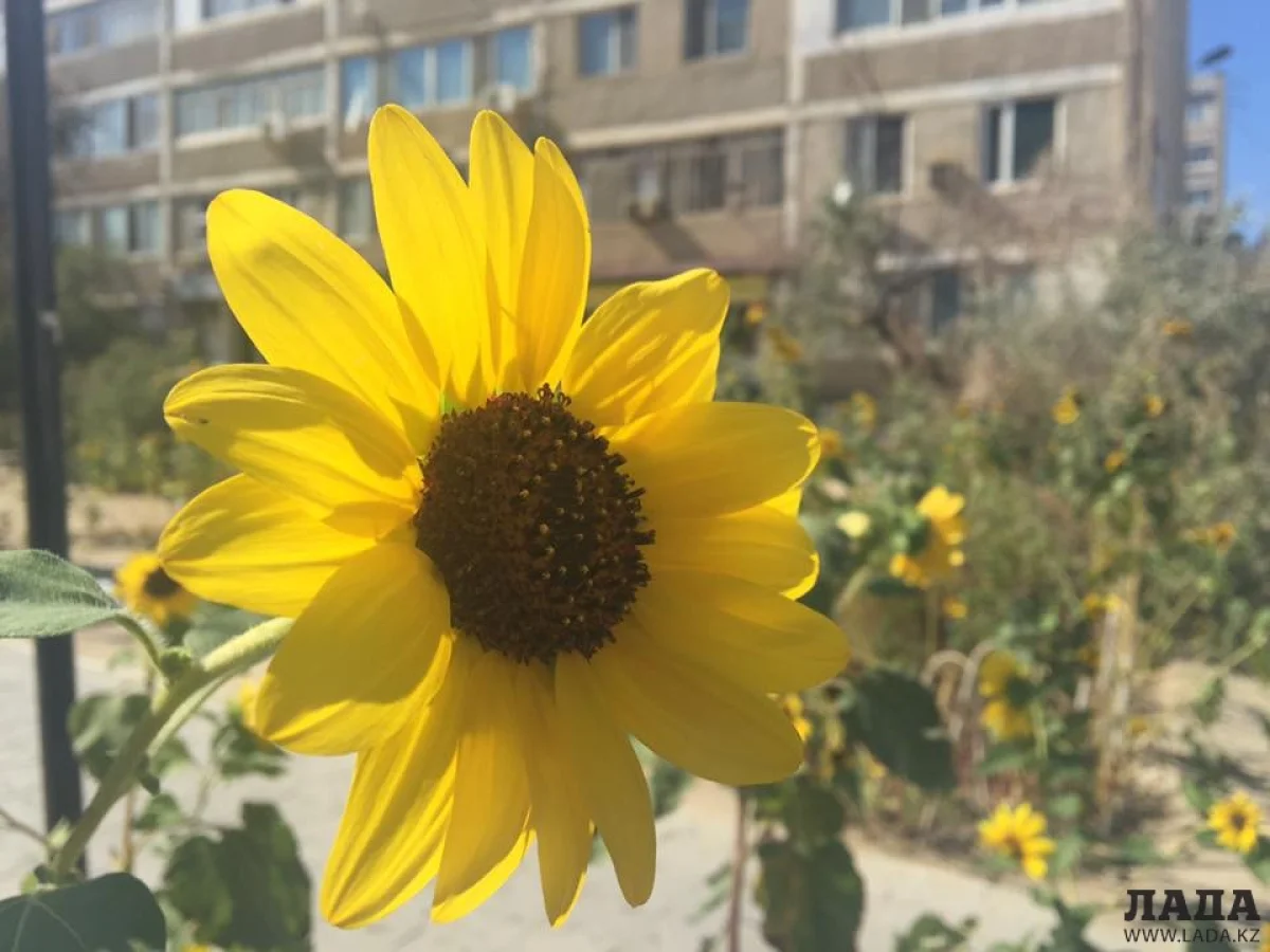 Фото из архива Lada.kz