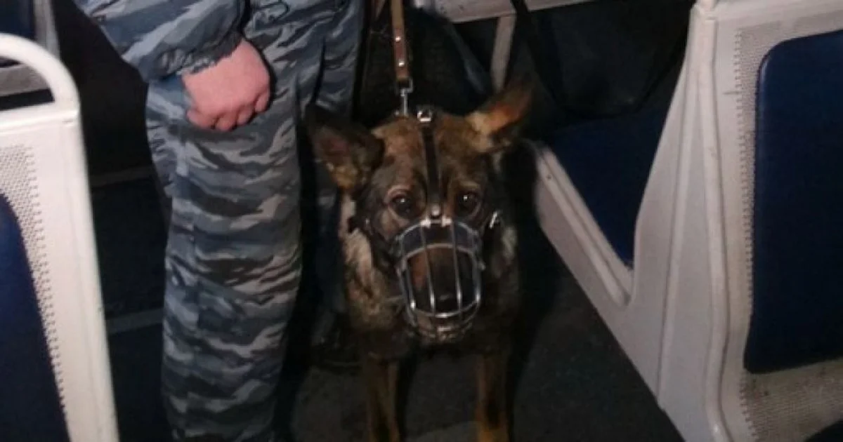 Фото из доступных источников