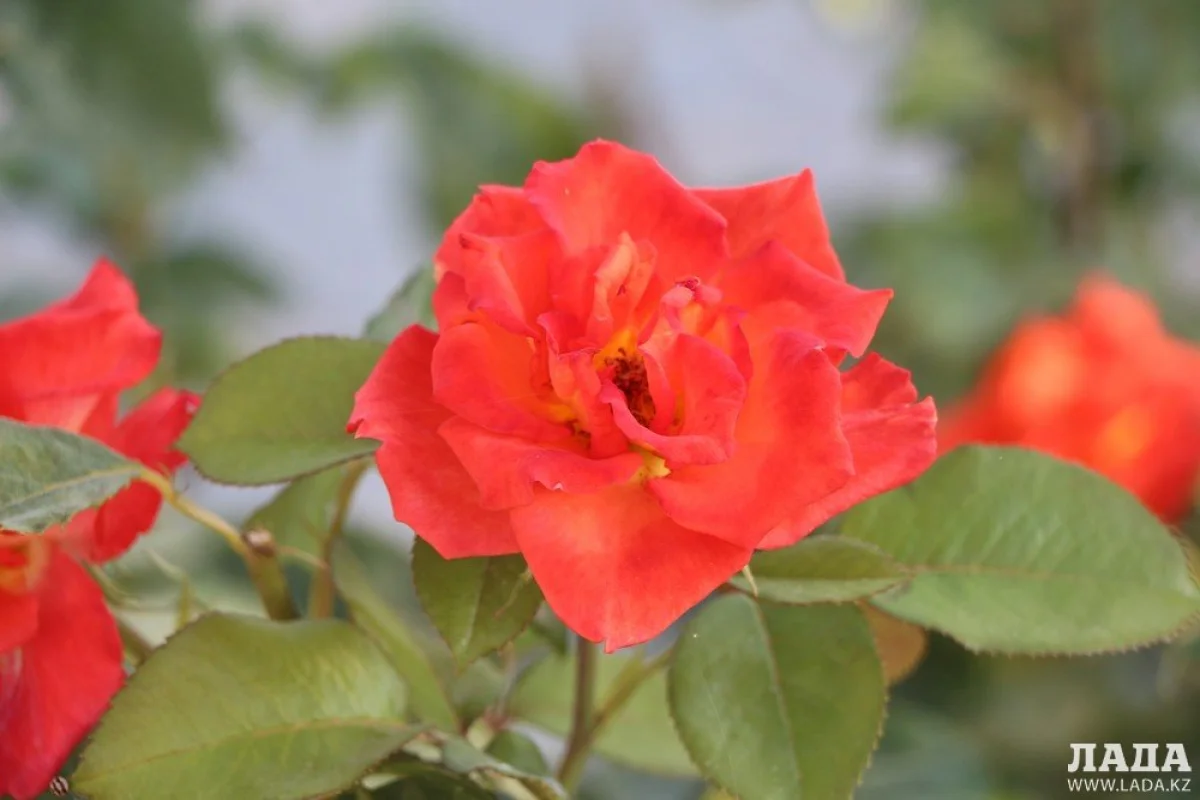 Фото Рашида Исмагилова